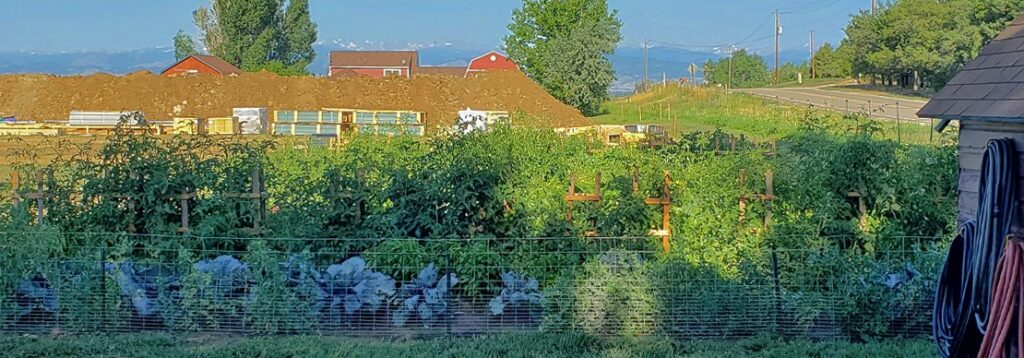 A green vegetable garden with tall plants behind a wire fence, construction materials and dirt piles in the background, red barns, distant trees, and mountains under a clear sky.